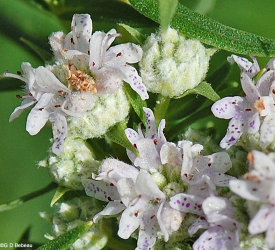 Virginia Mountain Mint Flower