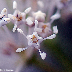 flower closeup