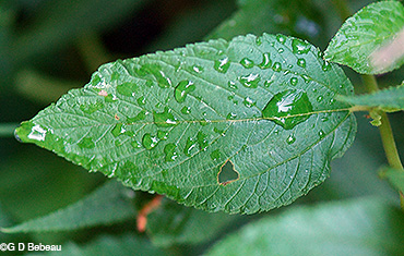 leaf
