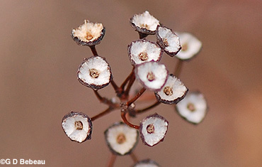 New Jersey Winter Stem