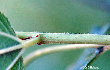 stem hair