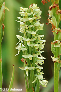 Northern Green Orchid