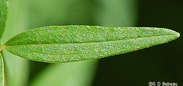 leaf