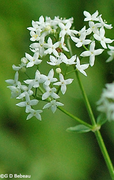 Northern Bedstraw