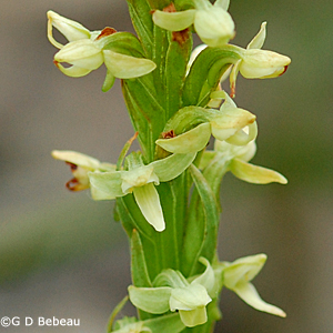 Northern Green Orchid