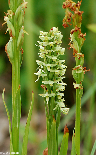 Northern Green Orchid