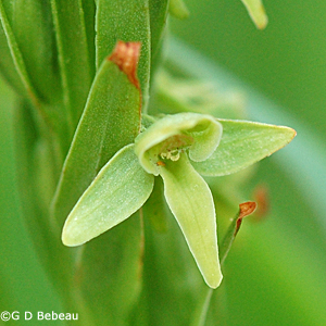 Northern Green Orchid
