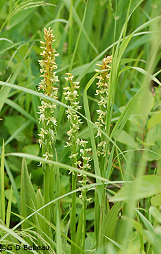 Northern Green Orchid Group