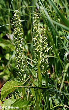 Northern Green Orchid plants
