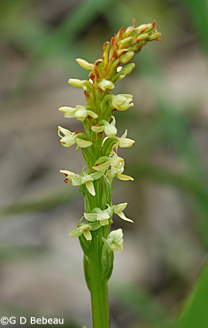 Northern Green Orchid