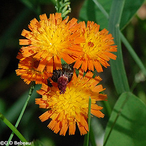 Orange Hawkweed