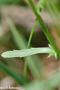 Oxeye leaf