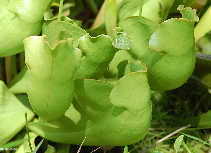 group of new pitchers
