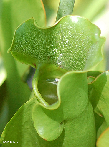 pitcher with water
