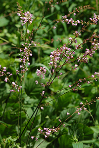 Pointed leaf ticktrefoil