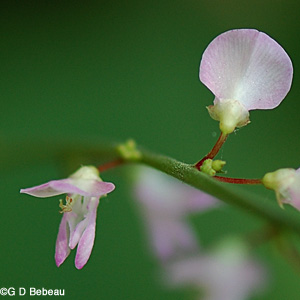 Pointed Leaved ticktrefoil flower