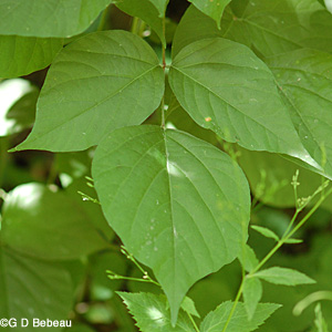 Pointed-leaved ticktrefoil leaf
