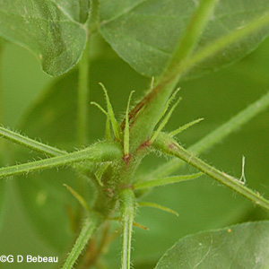 Leaf whorl of pointed leaved tick trefoil