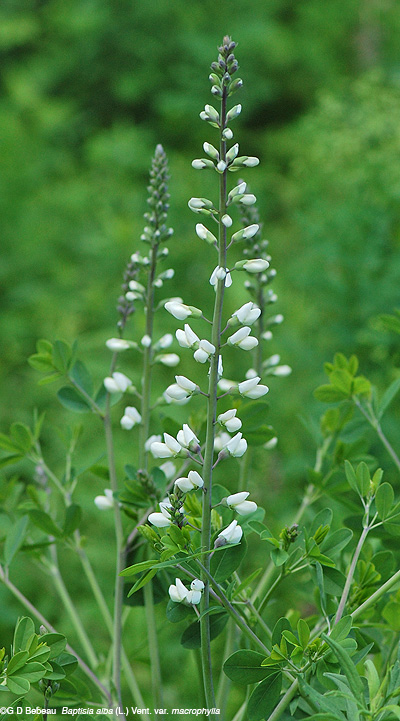 False White Indigo