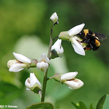 False white indigo with bee