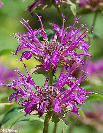 Purple Bergamot flower