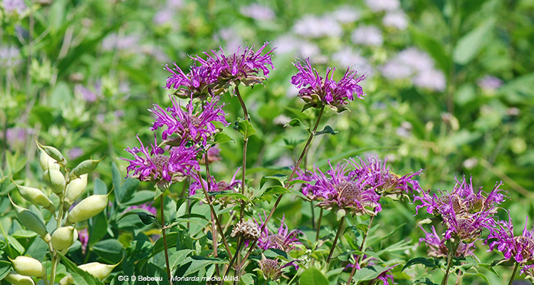 Purple Bergamot flower group