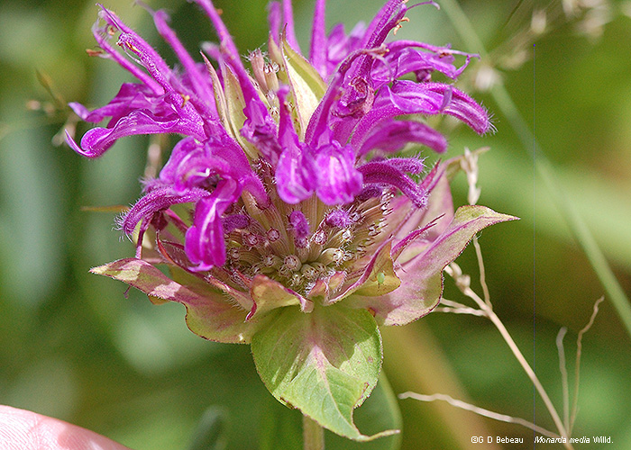 Flower close-up