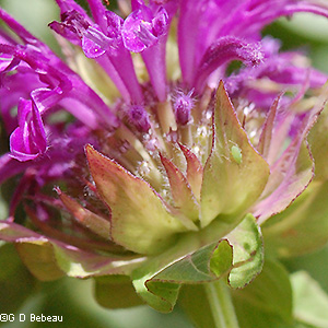 Flower head bracts