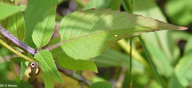 Lower Leaf
