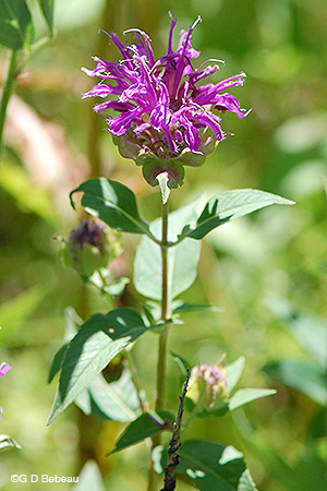 Purple Bergamot stem