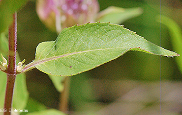 Upper stem leaf