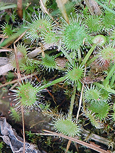 Roundleaf Sundew