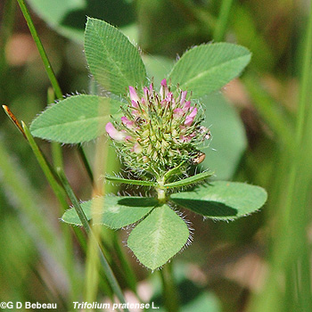 Red Clover