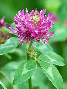 Red Clover