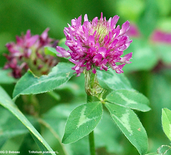 Red Clover