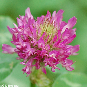 Red Clover flower closeup