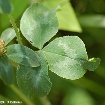 Red Clover lower leaf