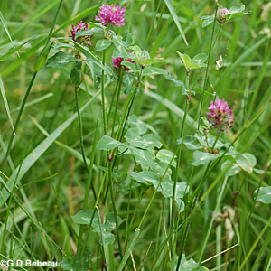Red Clover plant