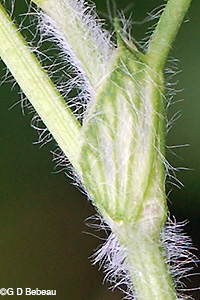 leaf stipule