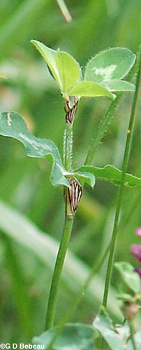 Red Clover Leaf stipule