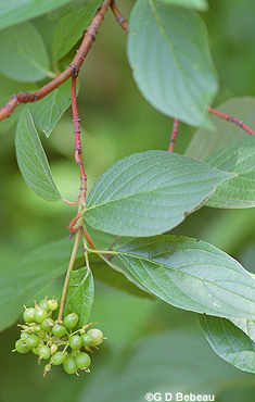 Red Osier dogwood Green fruit