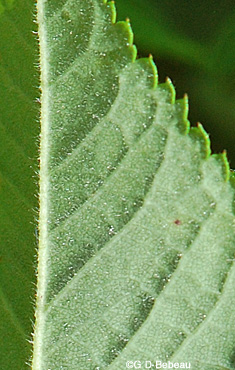 Rosa setigera leaf underside