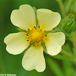 Rough Fruited Cinquefoil flower closeup