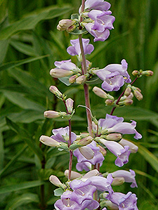 Showy Beardtongue