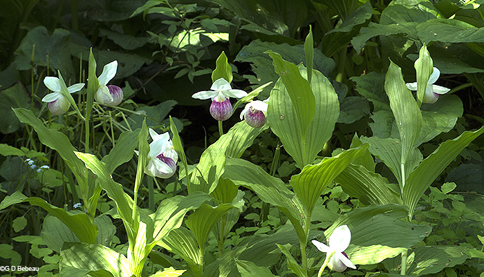 Rescued lady's-slippers in 2014
