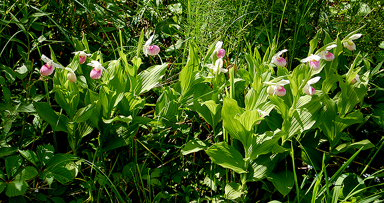 Showy Lady's-slippers 2022