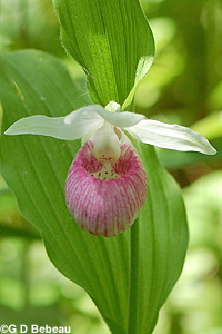 Showy Lady's-slipper