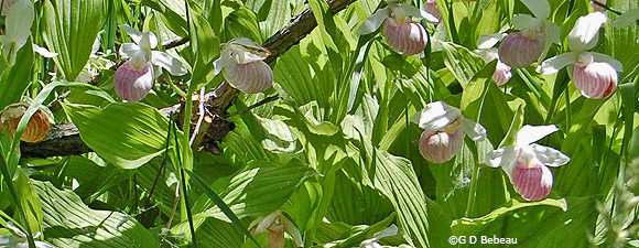 Showy Lady's-slippers
