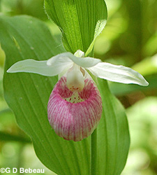 Showy Lady's-slipper