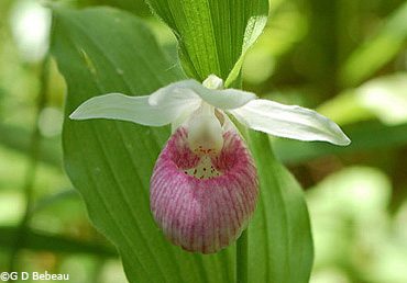Showy Lady's-slipper